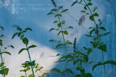 greenhouse