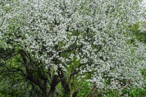 favorite spring tree